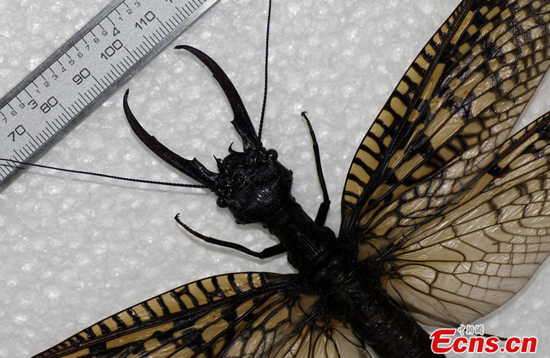 Illustration for article titled World's Largest Aquatic Insect Found In China